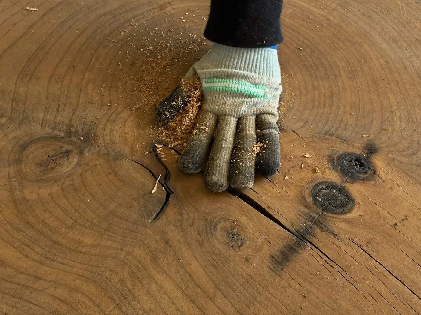 A gloved hand resting on fresh-cut oak rings